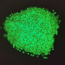 Ladda upp bild till gallerivisning, Diamond Painting Självlysande Pärlor ( Glow In The Dark )  DMC:nr 5200
