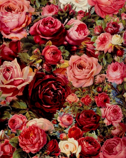 Paint By Numbers Rosedream 40x50