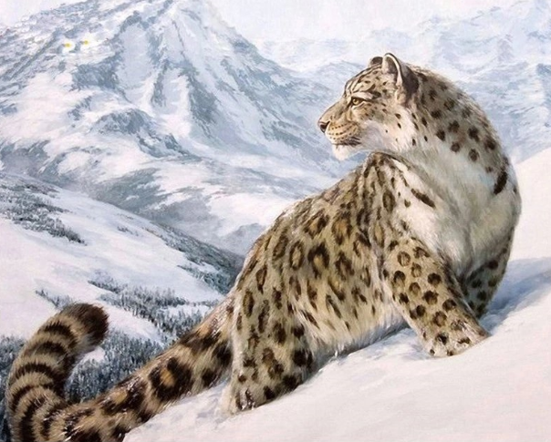 Paint By Numbers Snöleopard 40x50