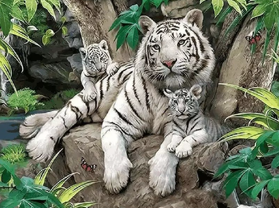 Paint by Numbers White Tigers 40x50