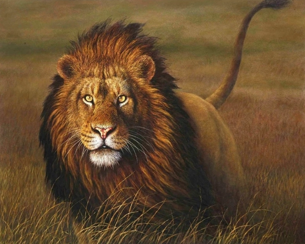 Paint By Numbers Hunting Lion 40x50