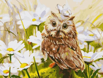 Paint By Numbers Summer Owl 40x50