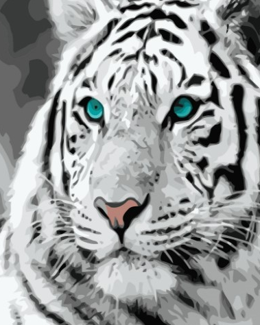 Paint By Numbers White Tiger 40x50