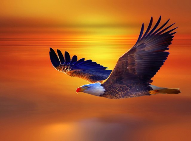 Diamond Painting AB Drills Eagle Sunset*