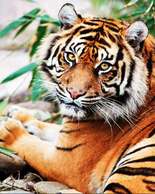 Diamond Painting Tiger*