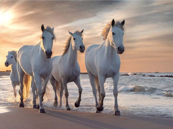 Diamond Painting Horses On Beach*