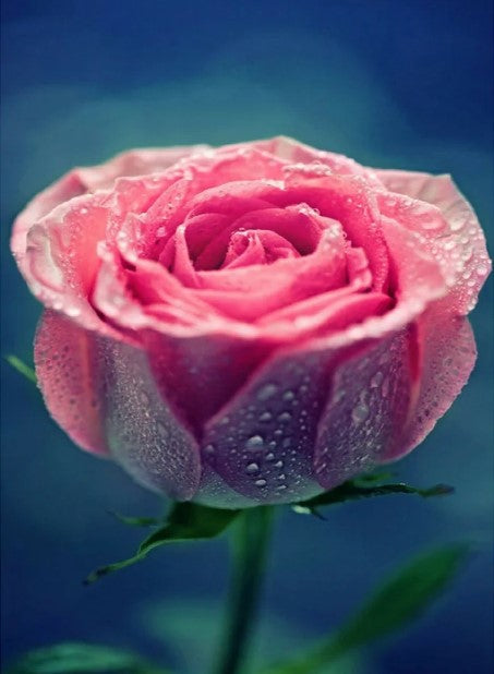 Diamond Painting Rosa Ros*