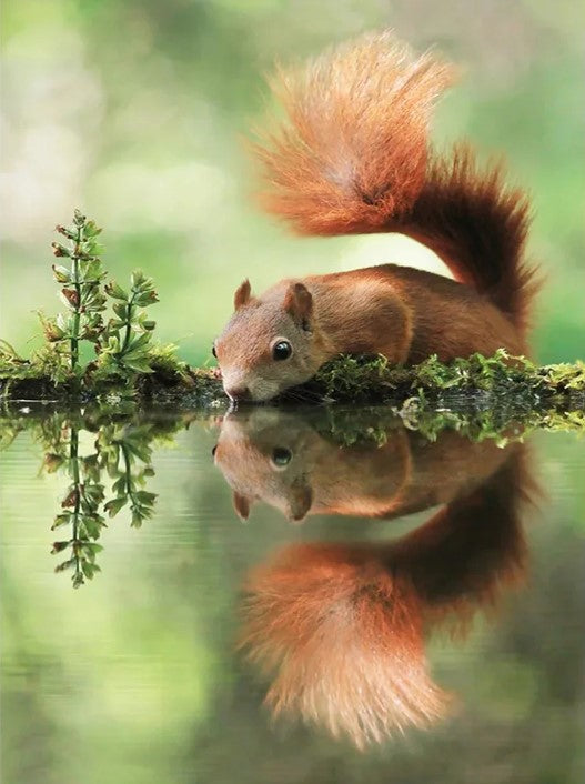 Diamond Painting Squirrel Reflection*