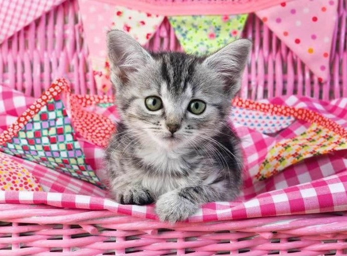 Diamond Painting Kattunge*