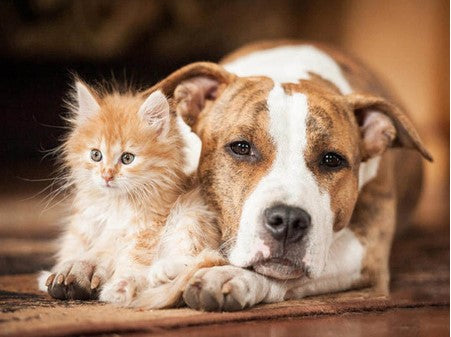 Diamond Painting Best Friends*