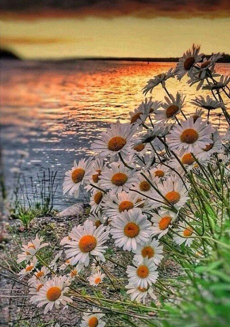 Diamond Painting Daisy Landscape*