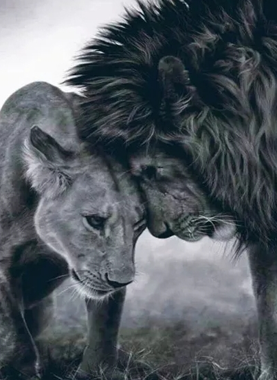 Diamond Painting Lion Love*