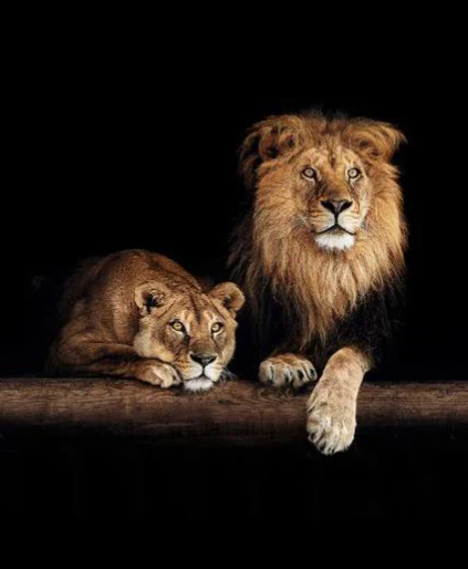 Diamond Painting Lions Portrait*