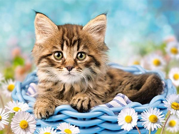 Diamond Painting Kattunge*