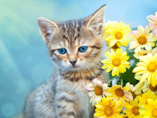 Diamond Painting Kattunge Gula Blommor*