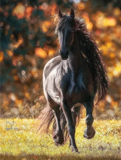 Diamond Painting Black Horse*