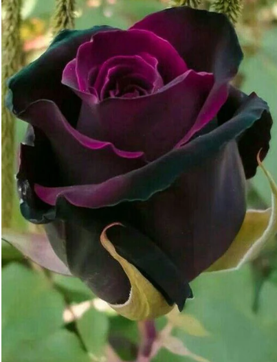 Diamond Painting Dark Rose*