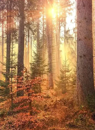 Diamond Painting Skogen*