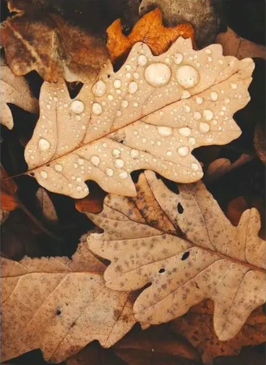 Diamond Painting Höstlöv*
