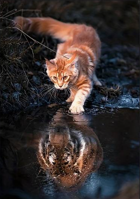 Diamond Painting Cat And Tiger*