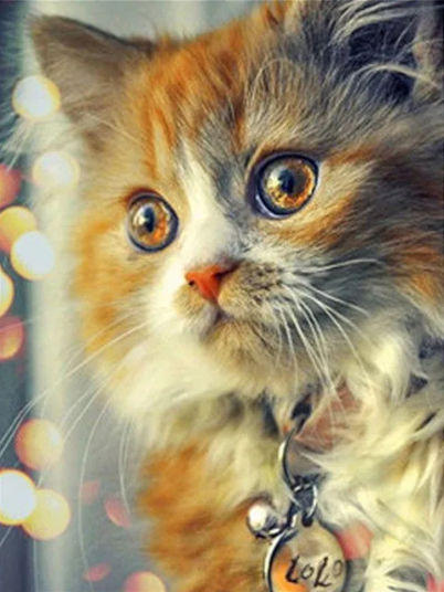 Diamond Painting Vacker Katt*