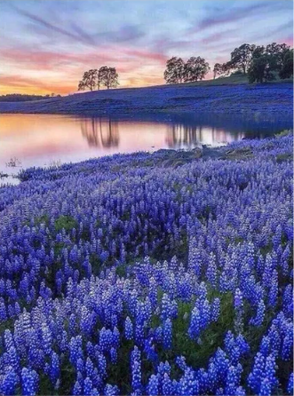 Diamond Painting Summer Evening*