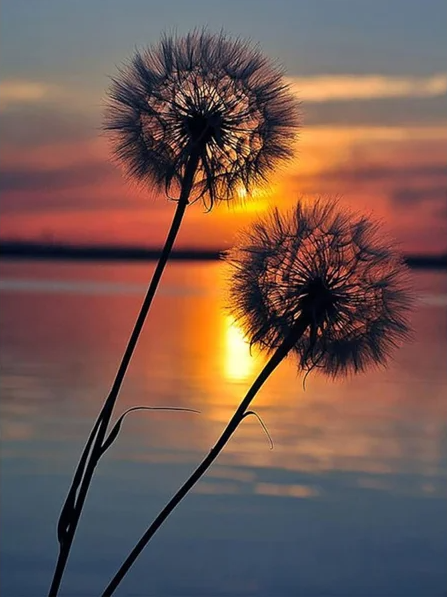 Diamond Painting Dandelion Sunset*