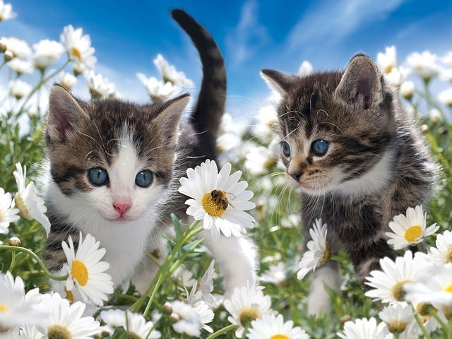 Diamond Painting Kittens And Daisies