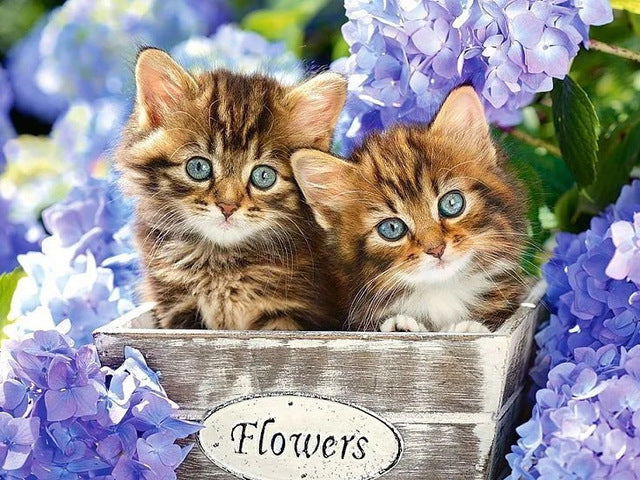 Diamond Painting Kittens In A Box