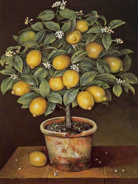 Diamond Painting Citronträd*