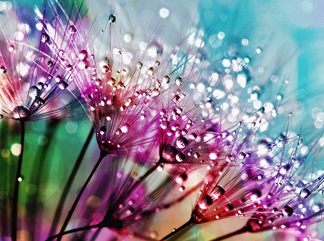 Diamond Painting Dandelion Waterdrops*