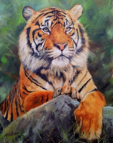 Diamond Painting Ståtlig Tiger*