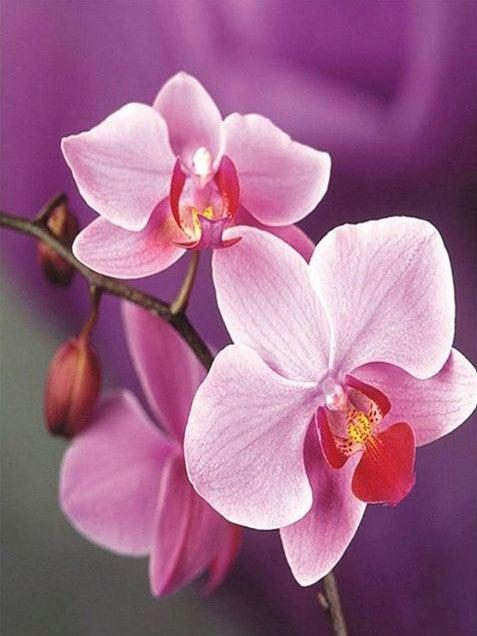 Diamond Painting Orchide´*