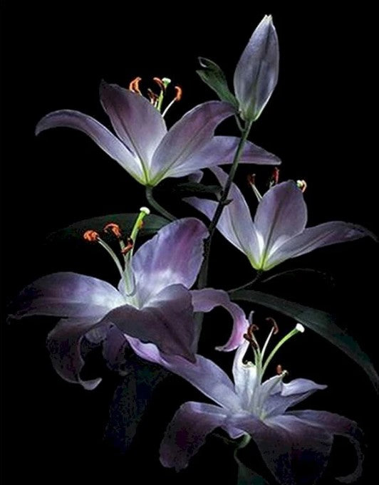 Diamond Painting Lila Liljor*