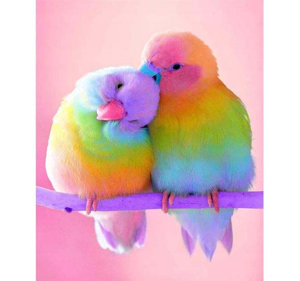 Diamond Painting Lovebirds*