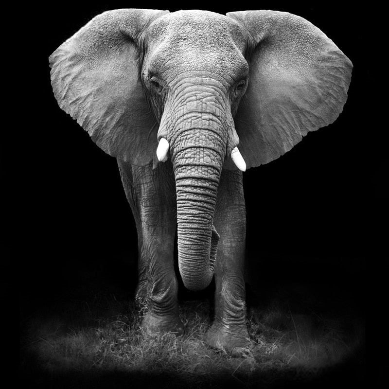 Diamond Painting Elephant B&W