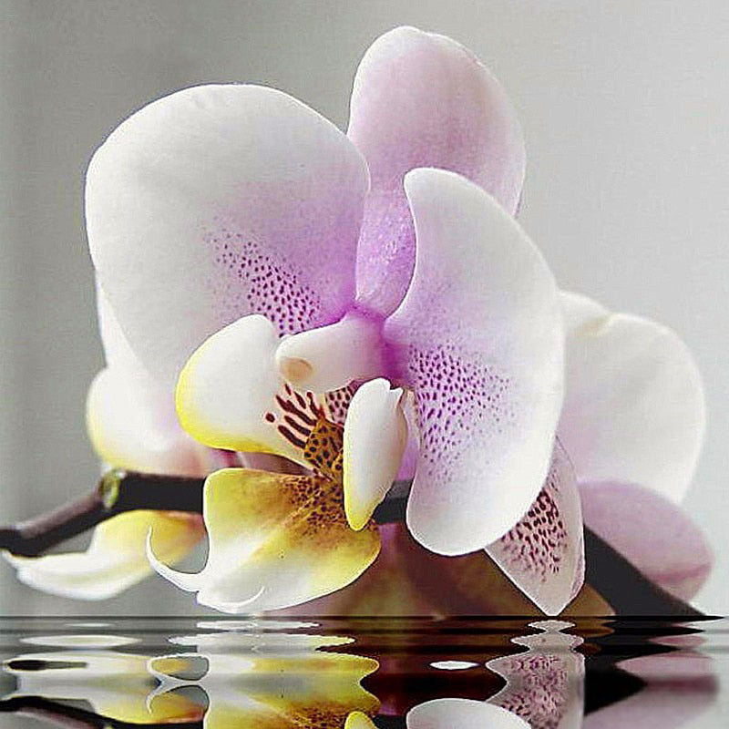 Diamond Painting Orchid