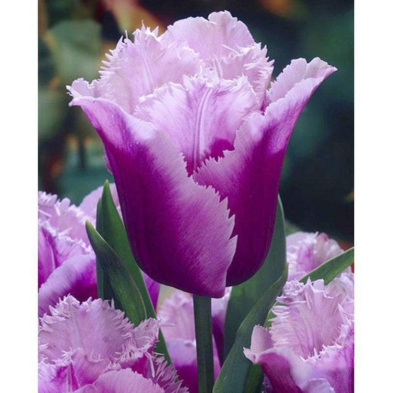 Diamond Painting Purple Tulips