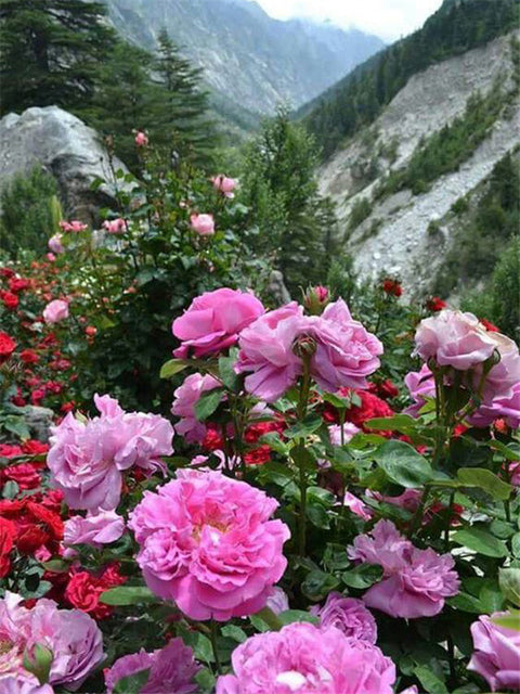 Diamond Painting Mountain Roses