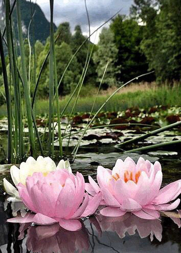 Diamond Paintings  Rosa Lotus